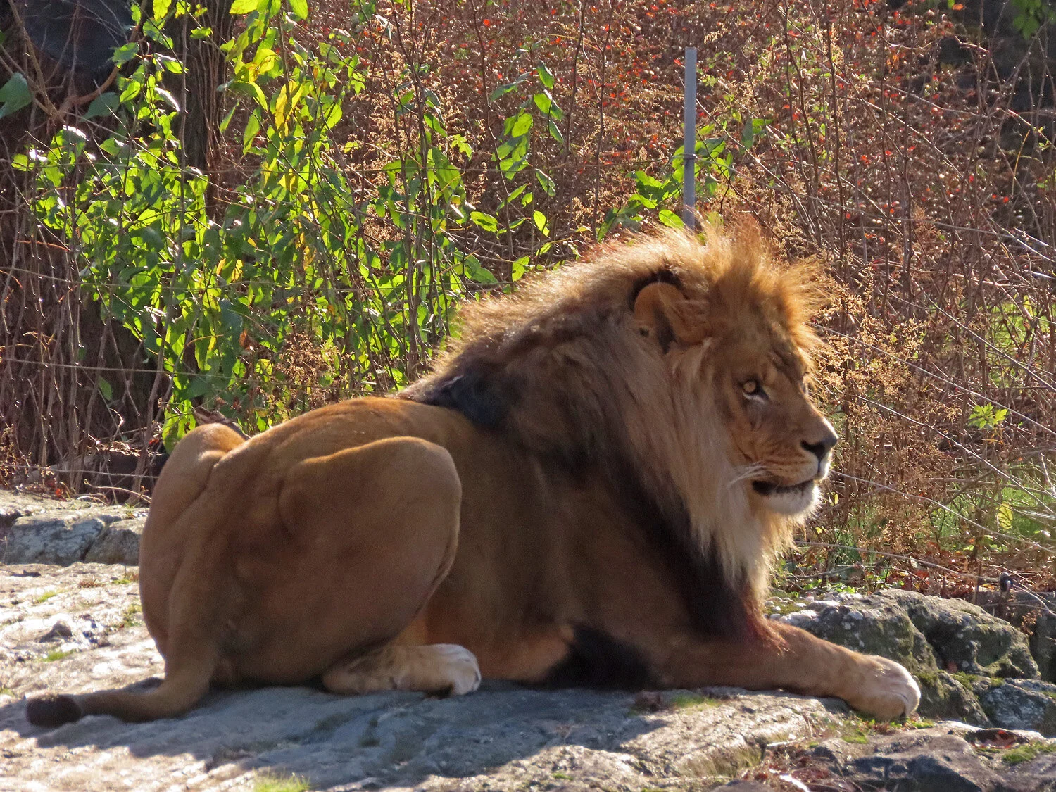 Day Into Night at the Bronx Zoo — Susan Kirby